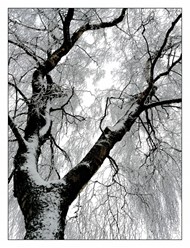 冬天结冰树木图片