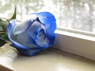 一支蓝色玫瑰花图片