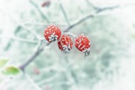 结霜的果子图片