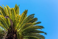 蓝天棕榈树图片