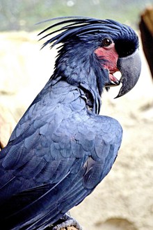 棕榈凤头鹦鹉图片素材