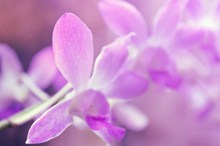 非主流紫色花朵图片