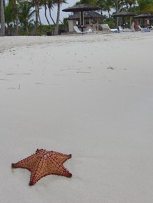 白色沙滩海星图片
