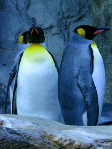 企鹅站立的图片