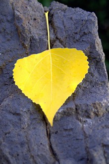 黄色爱心树叶图片