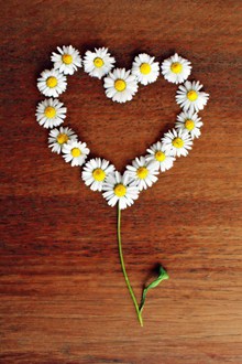 拼成爱心的菊花图片