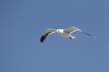 飞翔的白鸽图片