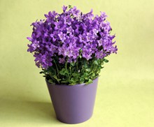 紫色盆栽花卉图片