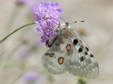 阿波罗绢蝶的图片