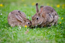 草地兔子图片