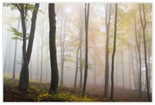 迷雾树林图片