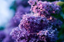 唯美紫丁香图片