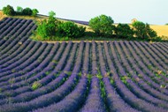 紫色薰衣草花圃图片