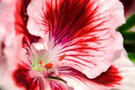 天竺葵花瓣图片