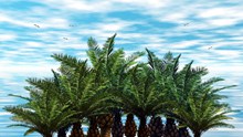 四季棕榈树图片