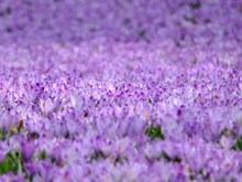 紫色番红花花海图片