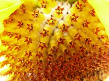 黄色向日葵花盘图片