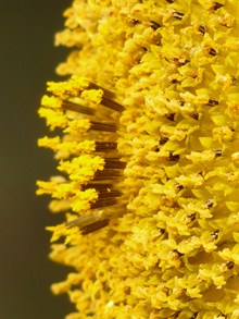 黄色花蕊图片