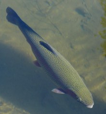 野生虹鳟鱼图片