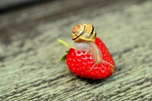 小清新红草莓图片