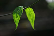 嫩绿树叶图片