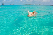 游泳的猪图片