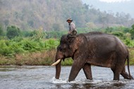渡河的大象图片