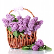一篮紫丁香图片