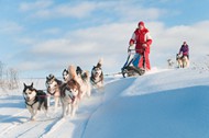 高清雪橇犬图片