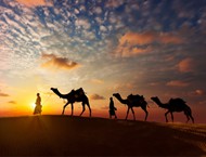 荒漠骆驼图片
