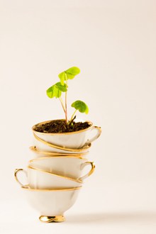 小清新茶杯植物图片