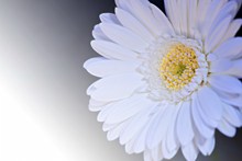 微距白色菊花图片