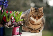 风信子盆栽小猫图片下载