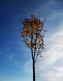 一棵枯树精美图片
