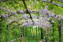 花园紫藤花图片