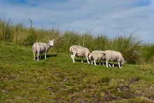 草地绵羊图片