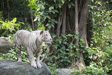 动物园白虎图片