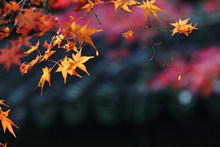 深秋枫叶图片