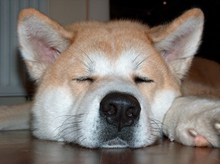 睡觉的秋田犬图片