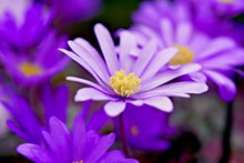 紫色银莲花开高清图片