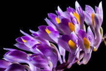 野生紫色兰花图片