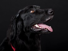 黑色狗狗肖像高清图片