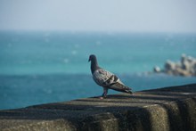 海边鸽子图片下载