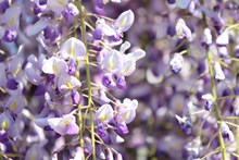紫藤花穗精美图片