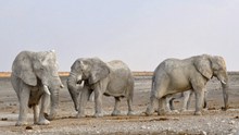 非洲公园大象图片大全