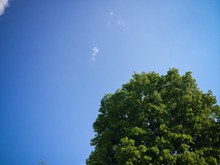 蓝色天空树木图片大全