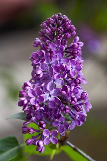 艳紫色丁香花高清图