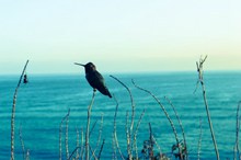 海边蜂鸟高清图片