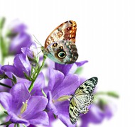 紫色花蝴蝶图片