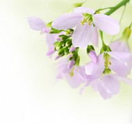 淡紫色花朵图片